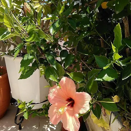 בית נופש Nikita Traditional House חאניה